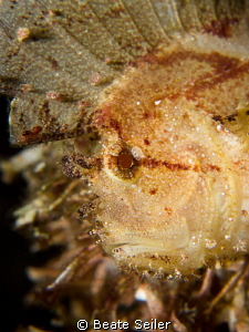 the face of a leaf scorpian fish by Beate Seiler 
